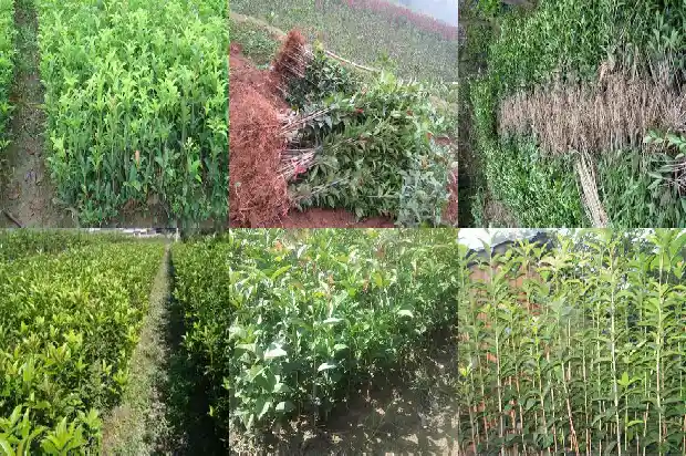 桂花树是什么季节种的呢1684457690830