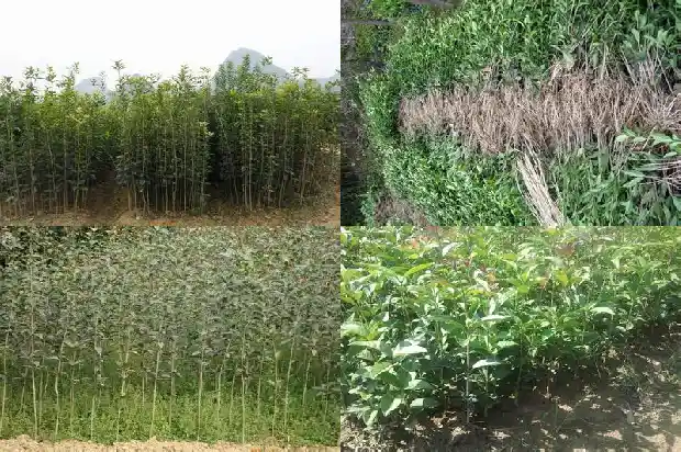 冬天开的桂花是什么品种1684457701146
