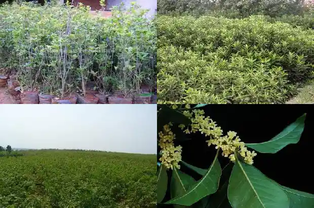 桂花树施肥什么时候最好1690677468945