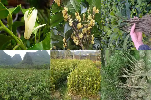 桂花是季节开花1684457721940