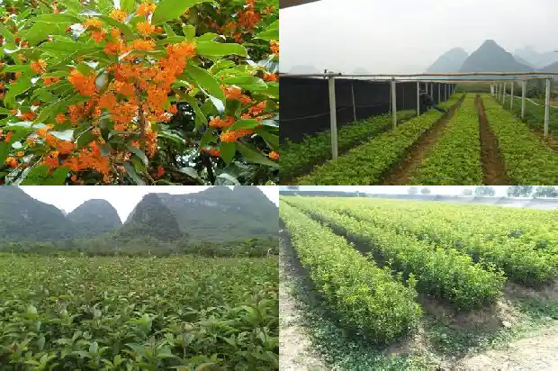 桂花是季节开花1684457721986