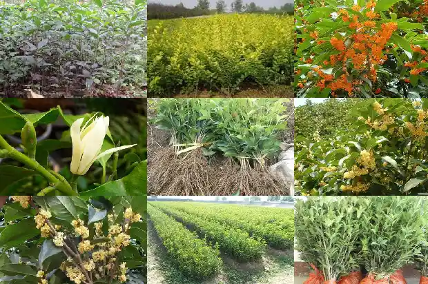桂花是什么季节种的1684457744537