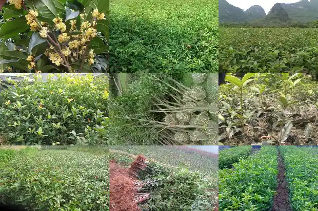 桂花生长季节是什么时候种类有哪些1684457755984