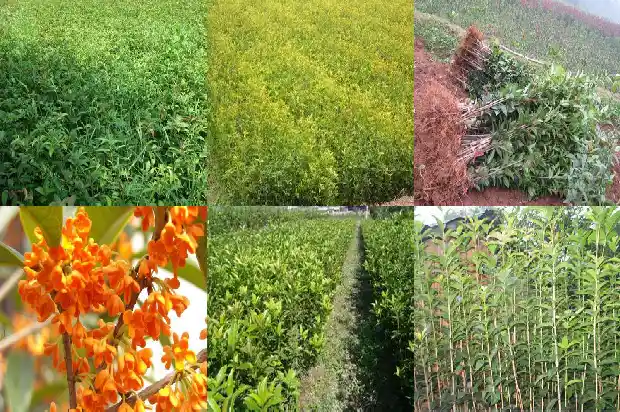 桂花生长季节是什么时候种类有哪些1684457756077