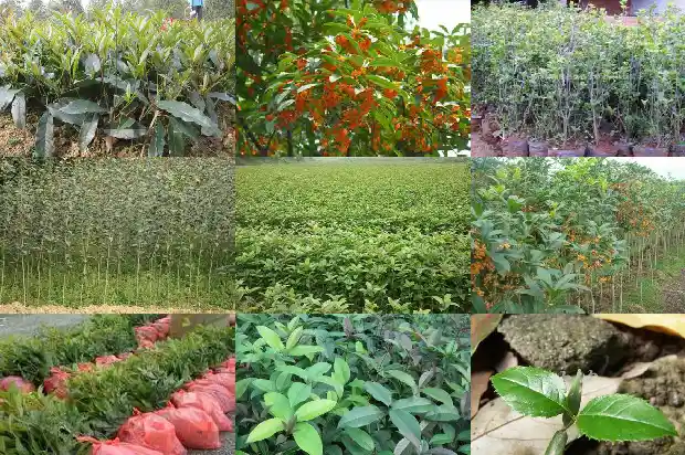 哪种桂花树全年开花多又好养1684457767049