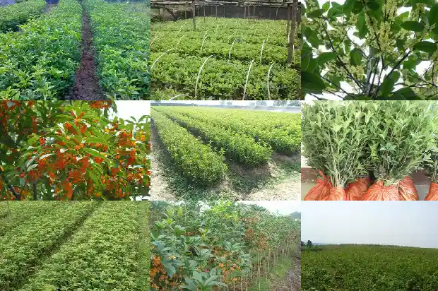 哪种桂花树全年开花多又好养1684457767096