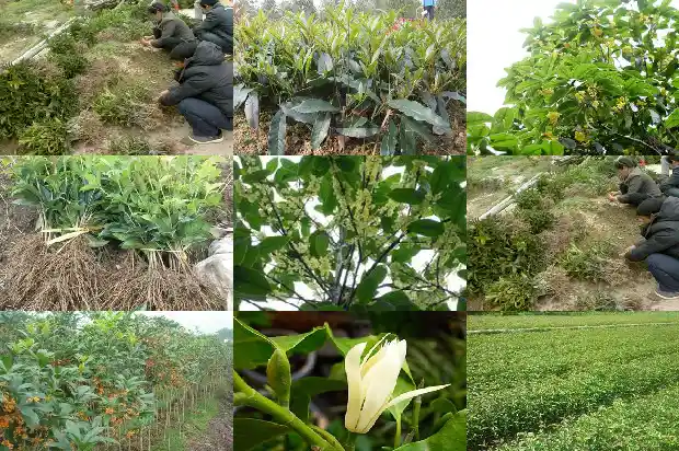 哪种桂花树全年开花多又好养1684457767144