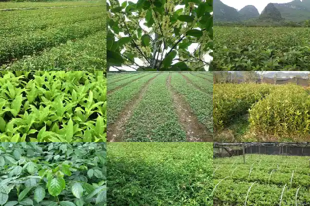 桂花树一年四季开花的是那种1684457779846