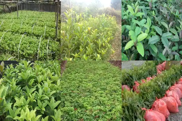 桂花树一年四季开花的是那种1684457779891