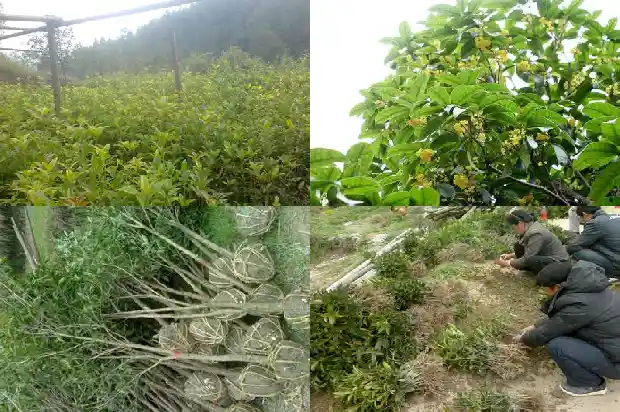 桂花树一年四季开花的是那种1684457779937