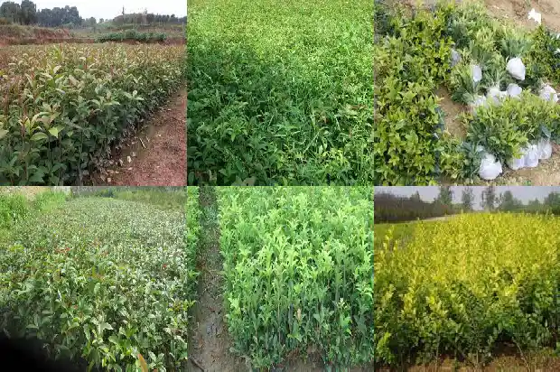 什么桂花一年四季都开花1684457789984