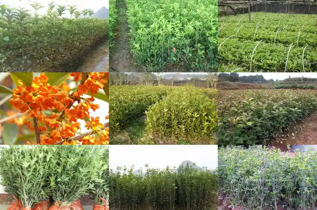 什么桂花一年四季都开花1684457790031