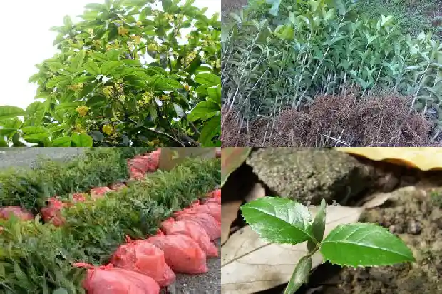 桂花树是春天开花的吗为什么1684457797548