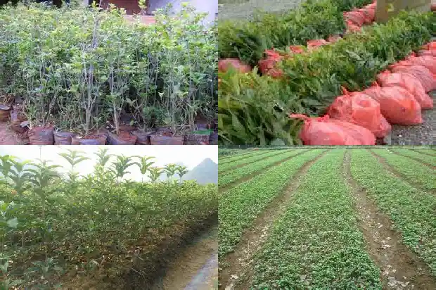 桂花树是春天开花的吗为什么1684457797595