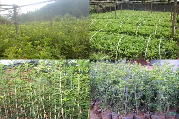 所有的桂花树都会开花吗1684457809857