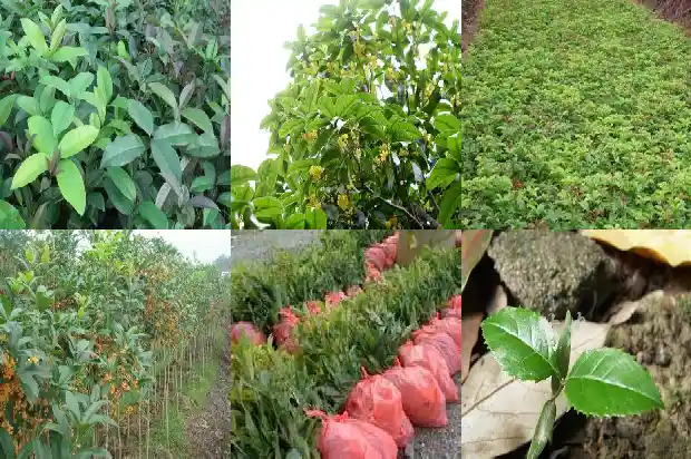 所有的桂花树都会开花吗1684457809949