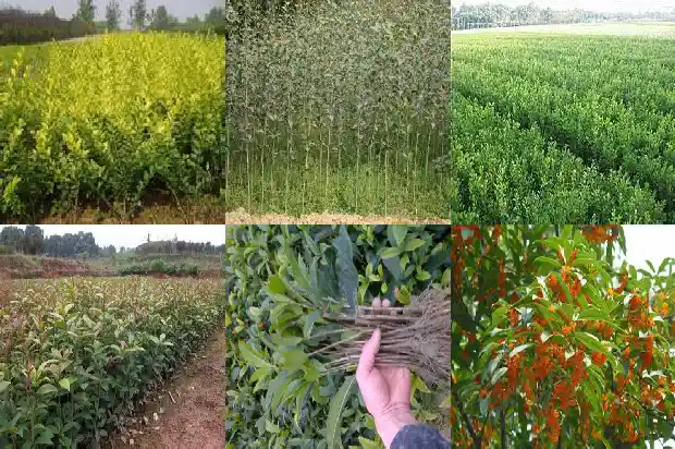 有不会开花的桂花树吗?1684457819456