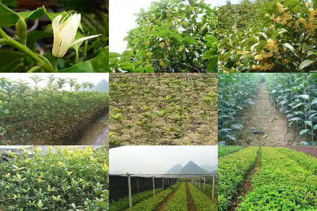 有不会开花的桂花树吗?1684457819503