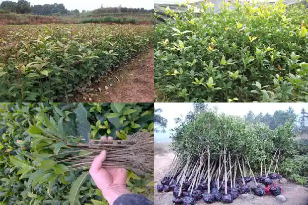 有不会开花的桂花树吗?1684457819550