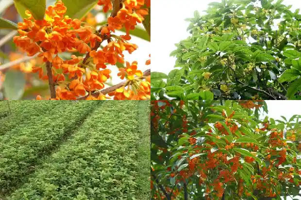 哪种桂花树全年开花而且有香味呢1684457831696