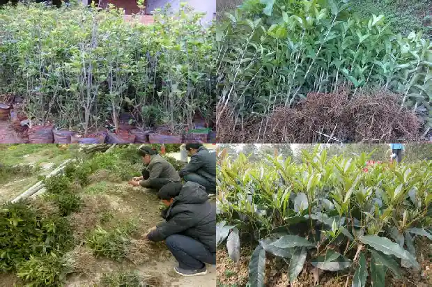 哪种桂花树全年开花而且有香味呢1684457831742