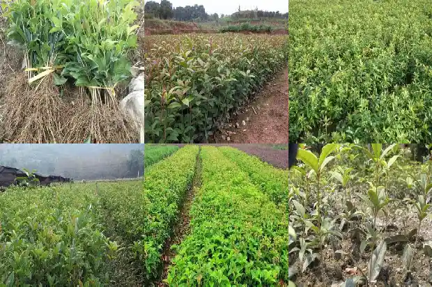 哪种桂花树全年开花而且有香味呢1684457831789