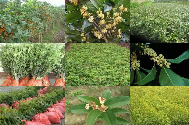 哪种桂花树全年开花而且有香味呢1684457831834