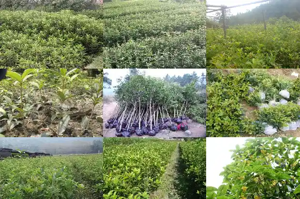 20公分桂花树的价格是多少钱一棵1689726867785
