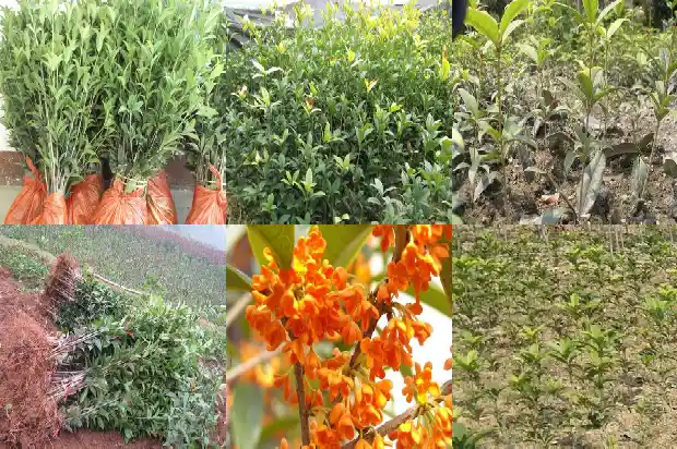 桂花树开什么花最香1684457855852