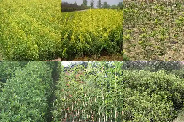 桂花树开什么花最香1684457855899