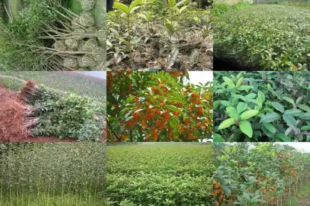 桂花树苗怎么种植才能最好看呢1688861962918