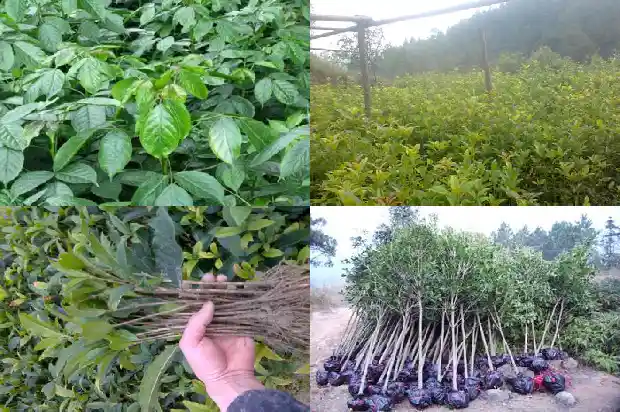 开花结果的桂花树是什么品种的花1684457863443