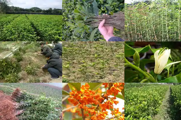 现在开花的桂花树是什么品种的1684457882050