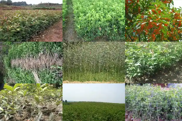 现在开花的桂花树是什么品种的1684457882192