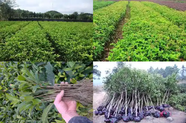 桂花丁香泡水对口臭有效果吗1689121623691