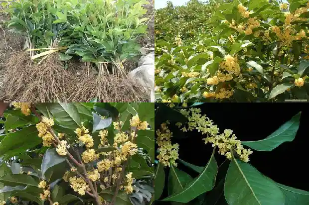结子桂花什么品种好1684457901638