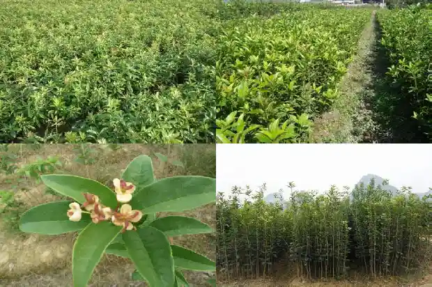 10公分的桂花树多少钱一盆1689640491083