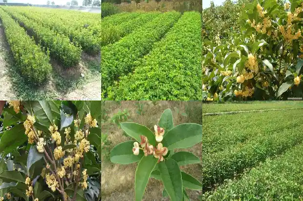 开小白花的桂花树是什么树1684457920810