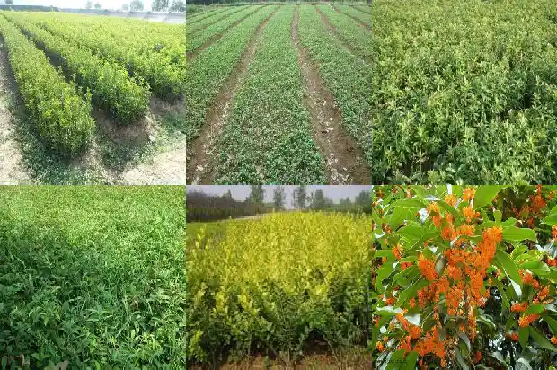 开小白花的桂花树是什么树1684457920857