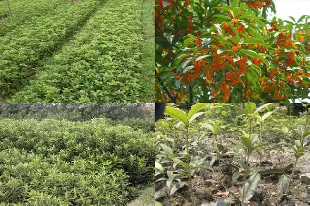 开小白花的桂花树是什么树1684457920905