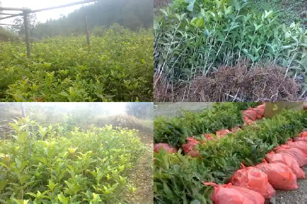 八月桂花树多少钱一棵20年1689726209406