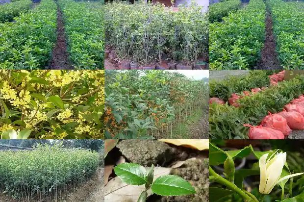 一亩地栽多少棵桂花树苗好1684457950041