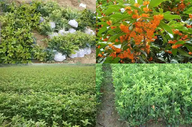 桂花的功效与作用的功效及禁忌1689208426274