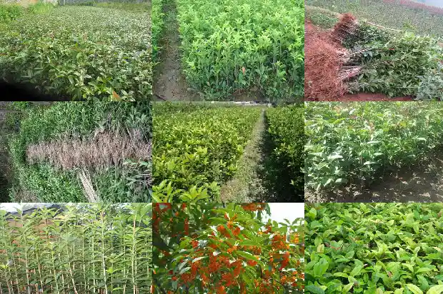 一亩地能种多少棵桂花树长十年的1684457965016