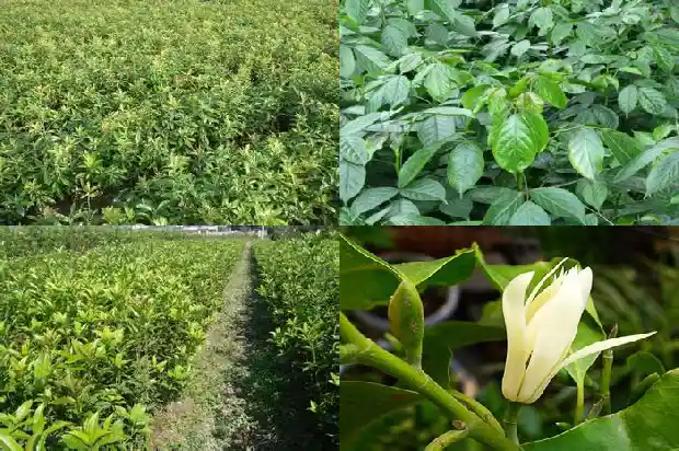门前种4棵桂花树好吗1684457997942