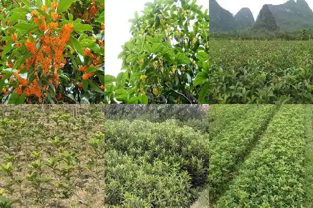 门前种4棵桂花树好吗1684457997988