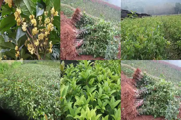 门前种4棵桂花树好吗1684457998034