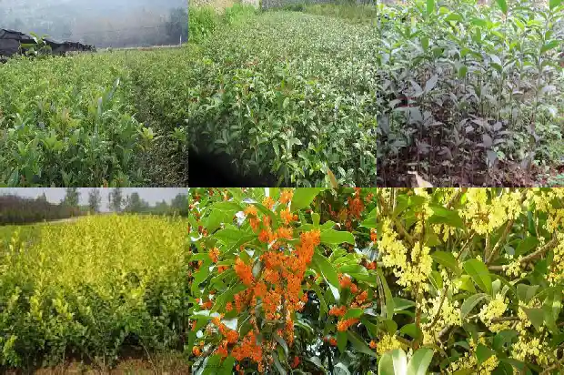 桂花树种几棵比较好呢1684458007556