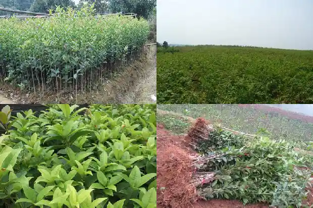 桂花树种几棵比较好呢1684458007604