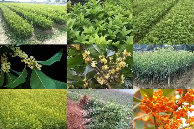 桂花树一般种在哪1684458019172